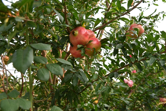 春華秋實(shí)之果實(shí)篇86